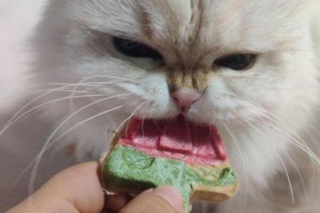 命中注定：为什么这些人养宠物总是悲剧不断？