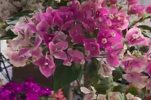 属狗男水命适合养什么植物,增运招财更顺利! 属狗男水命适合养什么植物,增运招财更顺利!