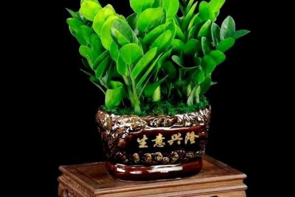 属狗男水命适合养什么植物,增运招财更顺利! 属狗男水命适合养什么植物,增运招财更顺利!