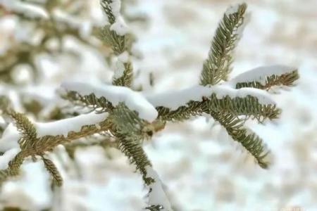 仆心仆命：解析现代人对忠诚与奉献的深刻理解