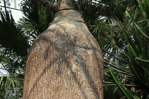 石榴木命与火命的奇妙结合:生命之树的哲学探讨 石榴木命与火命的奇妙结合:生命之树的哲学探讨