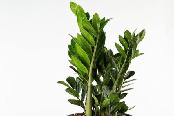 属猴木命家庭摆放风水物件的最佳选择与建议 属猴木命家庭摆放风水物件的最佳选择与建议