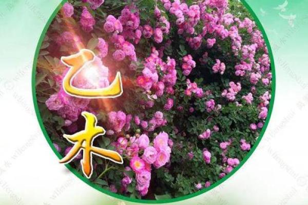 木命与哪些命理更能和谐共生？探寻最佳合作搭档