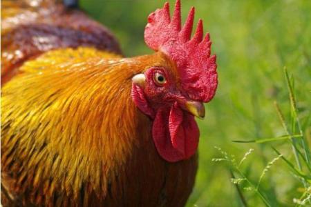 揭开1993年属鸡人的命运之谜与人生智慧