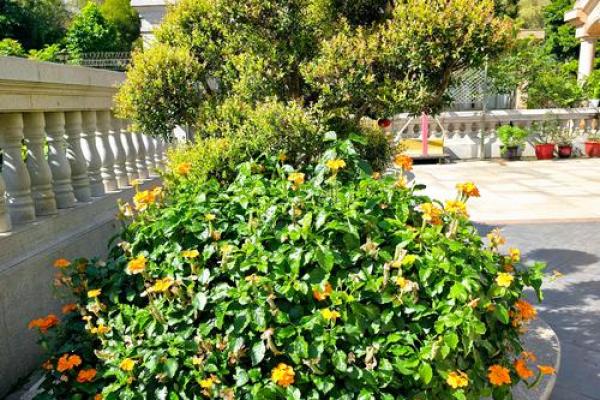 缺金命的人适合养什么花卉？揭秘花卉与五行的奥秘！