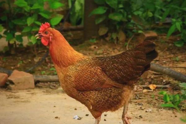 属鸡人在猴林中玩的命运探秘：人与命运的奇妙交织