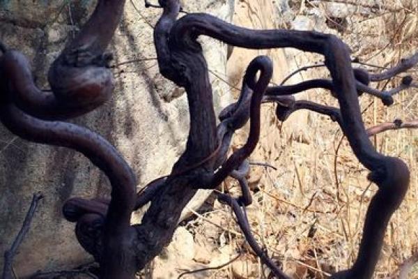 清明节的传说:猫与九条命的神秘联结 清明节的传说:猫与九条命的神秘联结