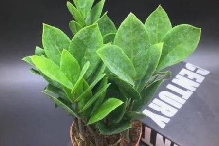 缺金命的人适合养什么花卉？揭秘花卉与五行的奥秘！