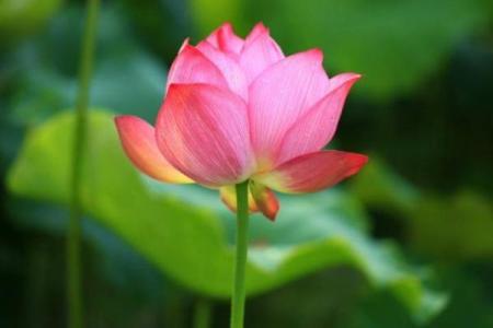 属鸡人在猴林中玩的命运探秘：人与命运的奇妙交织