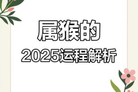 属猴人的命运解析：智慧与机遇的结合