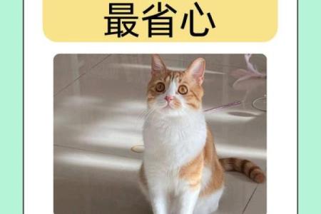 命格与养猫：什么样的人适合与猫咪共享生活？