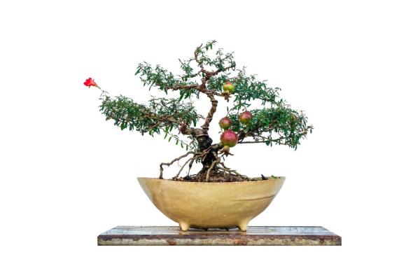 石榴木命人与其他命人的最佳搭配,提升人生运势的秘密! 石榴木命人与其他命人的最佳搭配,提升人生运势的秘密!