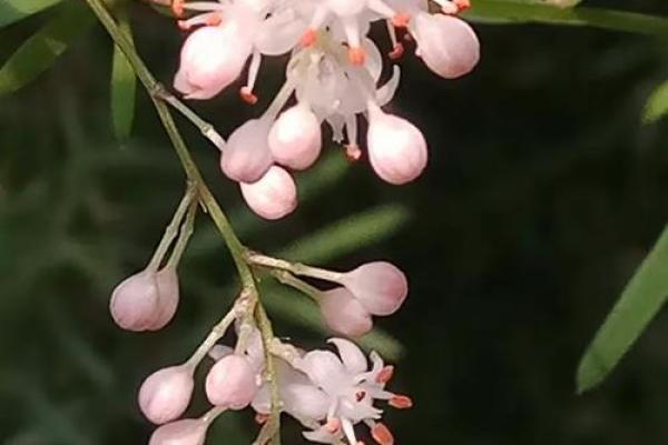 缺木之命:女人如何拥抱缺失,绽放光彩 缺木之命:女人如何拥抱缺失,绽放光彩