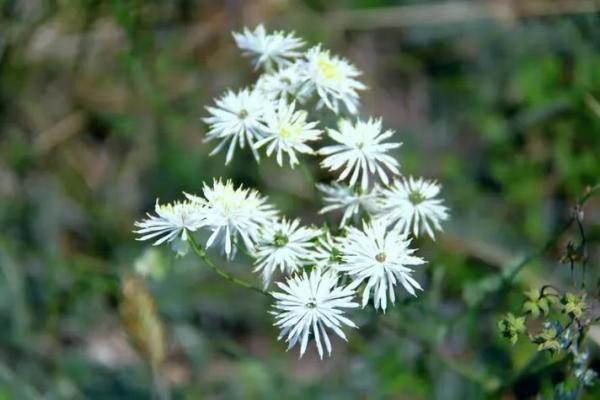 揭秘屋脊土命:用心感受土命的灵性与魅力 揭秘屋脊土命:用心感受土命的灵性与魅力