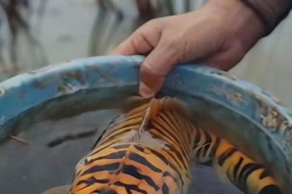 属虎的火命,适合养哪些鱼?来看看吧! 属虎的火命,适合养哪些鱼?来看看吧!