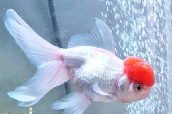 属虎的火命,适合养哪些鱼?来看看吧! 属虎的火命,适合养哪些鱼?来看看吧!