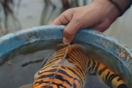 属虎的火命，适合养哪些鱼？来看看吧！