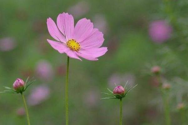 属木女命的生意选择:行稳致远,助力事业腾飞! 属木女命的生意选择:行稳致远,助力事业腾飞!
