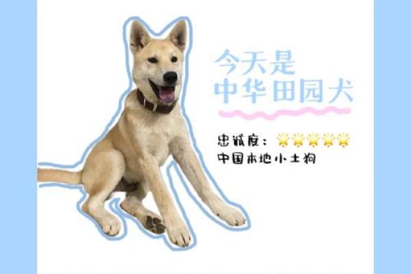 属狗1970年命运解析：忠诚、智慧与探索之旅