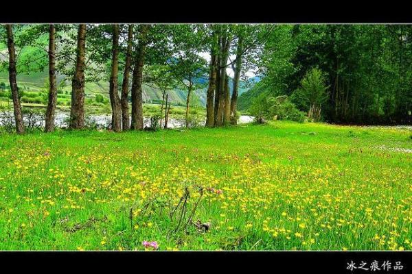 石榴木命人与命理的完美结合:探秘和谐之道 石榴木命人与命理的完美结合:探秘和谐之道