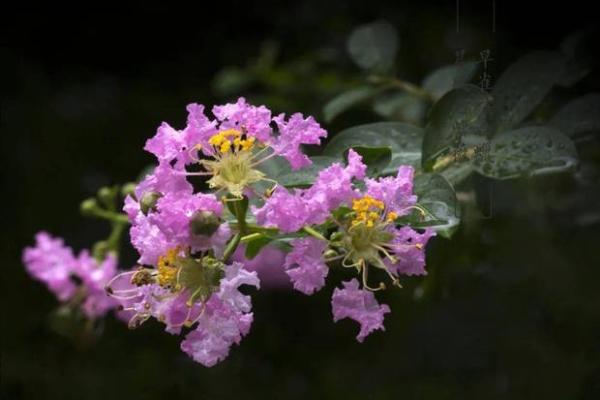 视花如命——生活中的美丽与珍视