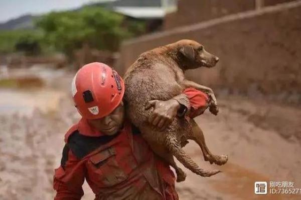 木命生孩子的命运解读：探索生命中的木之奇迹