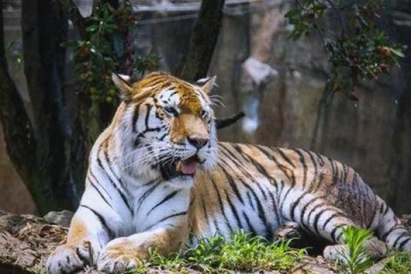 十月出生的老虎:命中注定的旺盛与挑战 十月出生的老虎:命中注定的旺盛与挑战