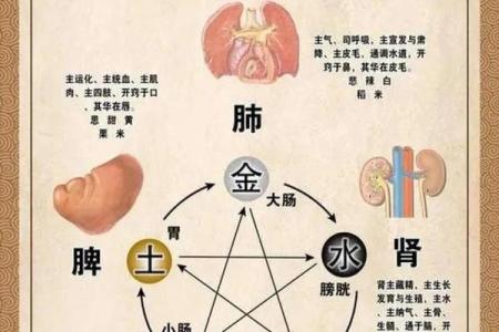 女金命配什么命最好？探秘命理与五行的和谐之道