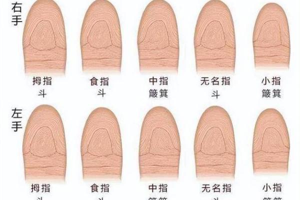 手指四线解析:命运的秘密与人生的方向 手指四线解析:命运的秘密与人生的方向