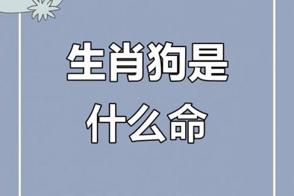 属狗的人五行解析：揭开命运的神秘面纱
