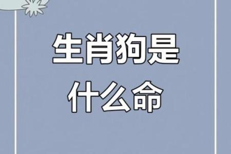 属狗的人五行解析：揭开命运的神秘面纱