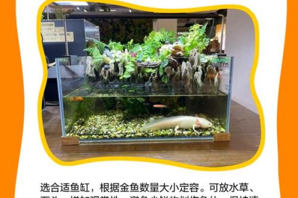 了解金鱼的习性,轻松打造家庭养鱼环境! 了解金鱼的习性,轻松打造家庭养鱼环境!