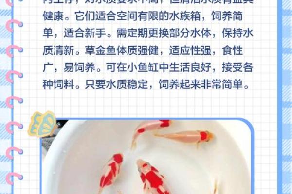 女石榴木命最佳鱼类选择与养殖指南 女石榴木命最佳鱼类选择与养殖指南