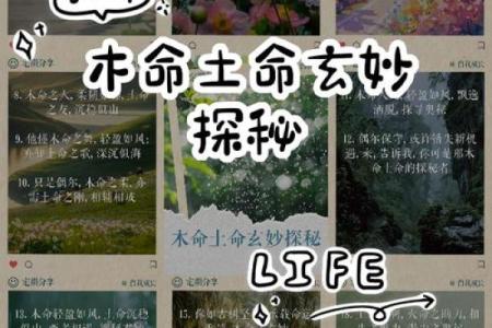 揭开木命父母的神秘面纱，了解其深刻含义与影响
