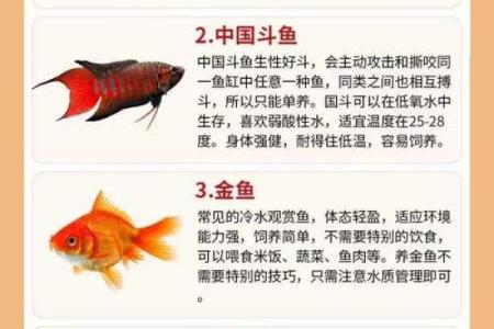 了解金鱼的习性，轻松打造家庭养鱼环境！