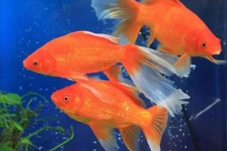 女石榴木命最佳鱼类选择与养殖指南