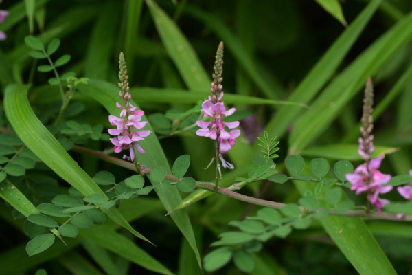 缺木命五行的属相解析：如何找到合适的伴侣和事业方向