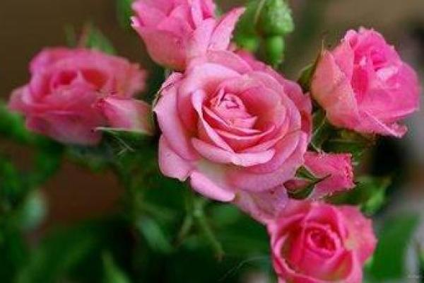 丁酉日男命偏爱之女人特征解析,魅力指数大揭秘! 丁酉日男命偏爱之女人特征解析,魅力指数大揭秘!