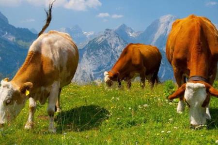 属牛人士在虎年需警惕的七种命运劫数分析