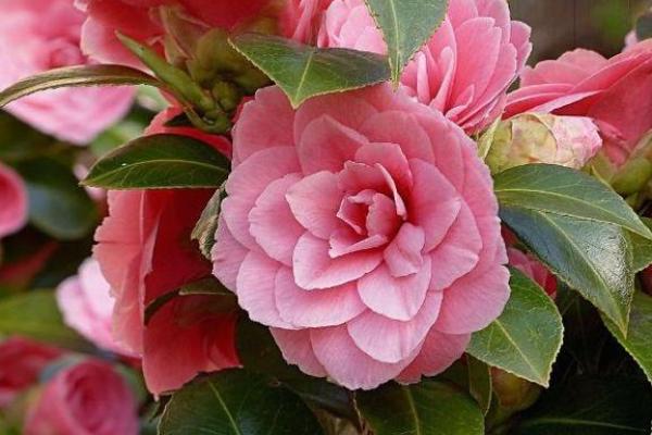 属虎正月二十二生日:探索其命格与人生运势的奥秘 属虎正月二十二生日:探索其命格与人生运势的奥秘