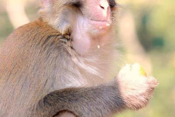 属猴人2016的命运解析:智者巧思与机遇的完美结合 属猴人2016的命运解析:智者巧思与机遇的完美结合