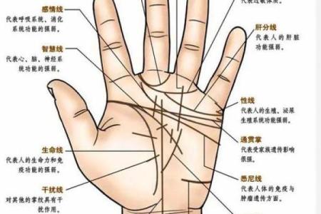 手相解析：如何通过手部特征看出男孩的命运和性格