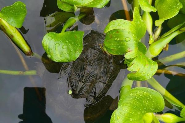 那些命理禁忌:何种命格不适合养龟类? 那些命理禁忌:何种命格不适合养龟类?