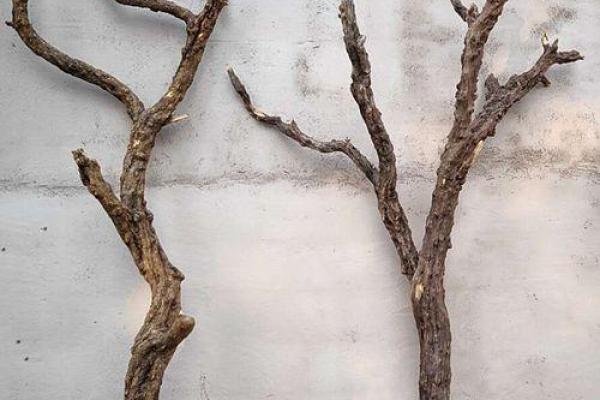 石榴木命喜水:生活中的风水智慧与实用选择 石榴木命喜水:生活中的风水智慧与实用选择