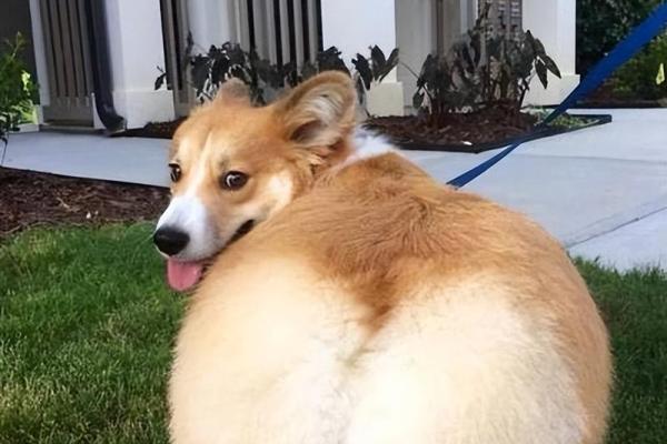 你知道吗?这些狗狗能招财纳福、助你桃花运来! 你知道吗?这些狗狗能招财纳福、助你桃花运来!