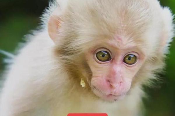 属猴1967年出生的命理解析与人生启示 属猴1967年出生的命理解析与人生启示