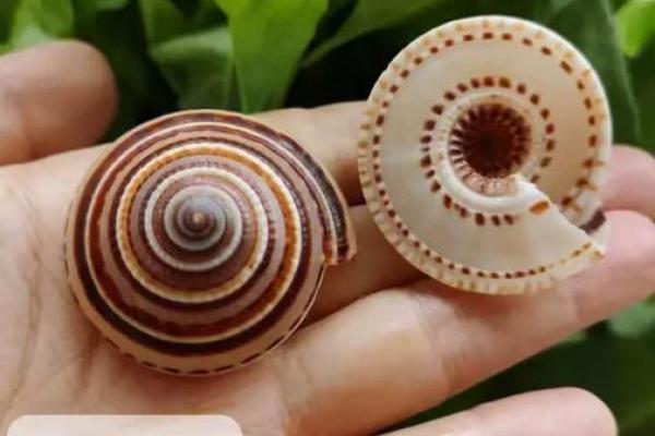 女人三个螺是什么命？探秘女性命理的奥秘与启示