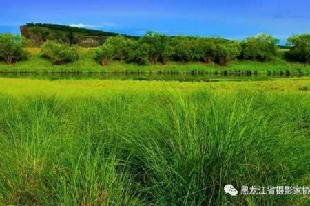 年柱桑松木命：探寻内心与自然的和谐之道