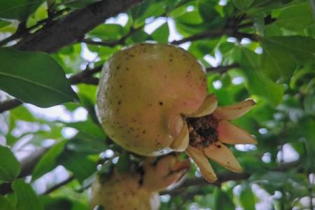 石榴木命女性的性格特点与喜好分析