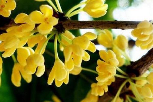 桂花命的神秘内涵：揭开女孩命名背后的财富与幸福